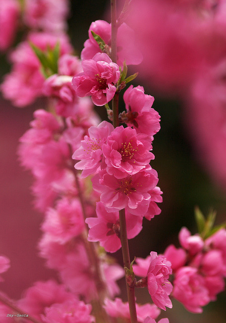 carasposa:  Hana-momo by Sky-Genta on Flickr. 