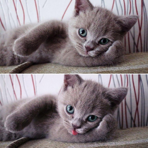 the-personal-quotes:  feeling down? you need this baby animal blog in your life!