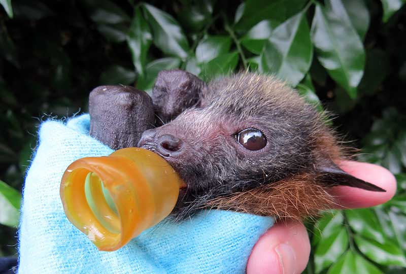 batsjustbats:  little baby 