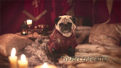 I really just can’t even!!! 👏 💗🐾 I love puggies so muches!!! Game of Bones, a hahaha!