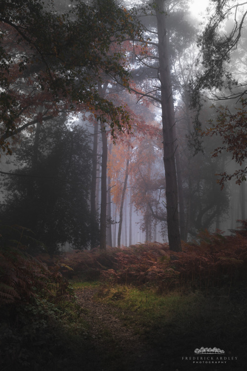 freddie-photography:  Autumn Forests of the United Kingdom Photographed By Frederick Ardley 