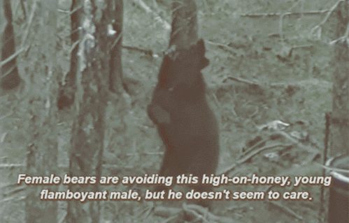 socialistgay:a young gay bear pole dances in the woods 