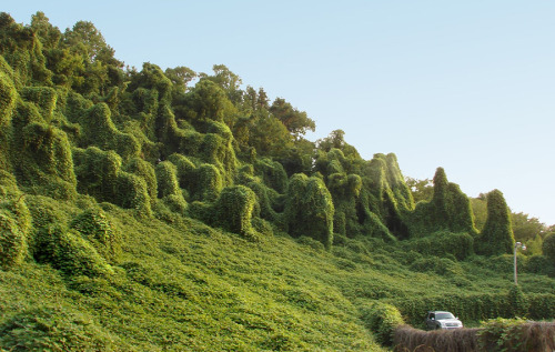 mothernaturenetwork:Invasion of the ‘kudzu monsters’If you’ve ever taken a road trip through Georgia