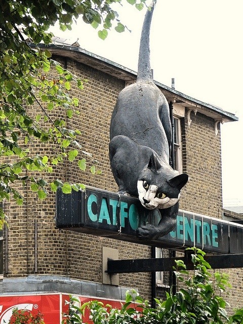 Cat Garden, Cat City.