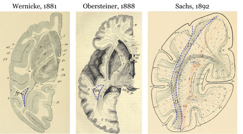 Sex neurosciencestuff:  (Image caption: The first pictures