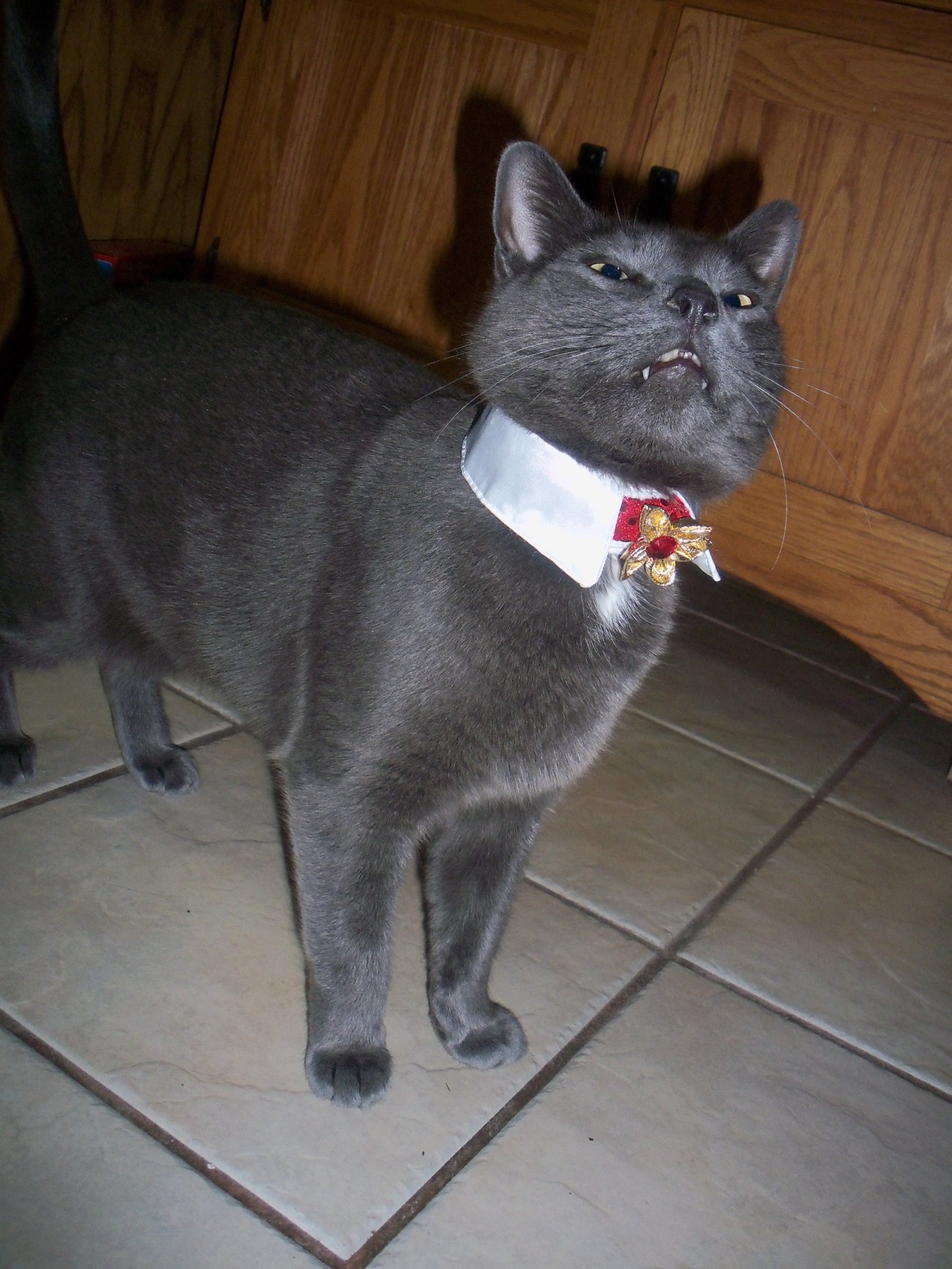 kittymudface:  My dashing vampire. 