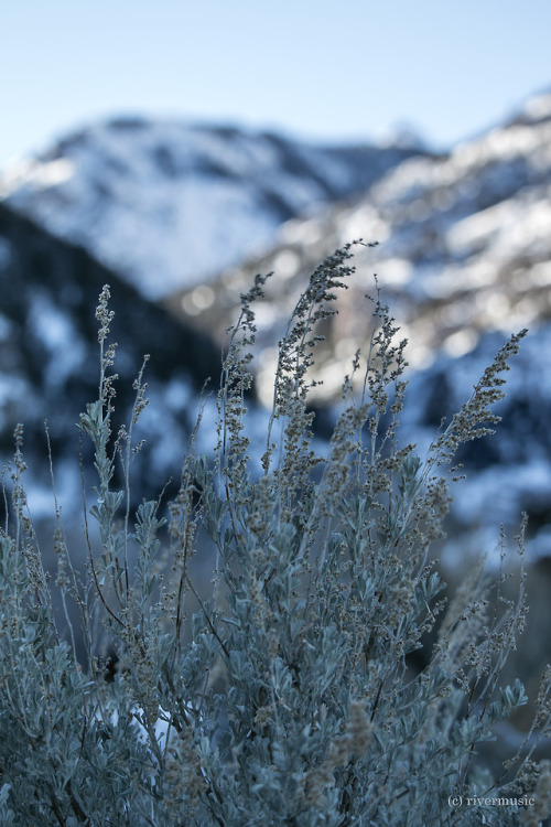 riverwindphotography: Cool Winds through Sage: Shoshone National Forest, Wyoming riverwindphotograph