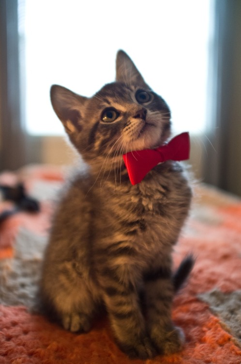 i-justreally-like-cats-okay:“I wear a Bow Tie now. Bow Ties are cool.”