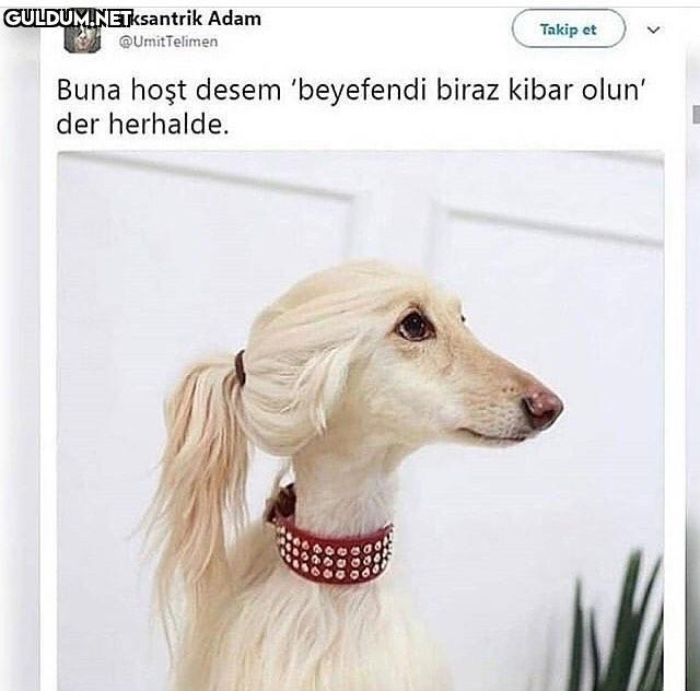 - Buna hoşt desem...