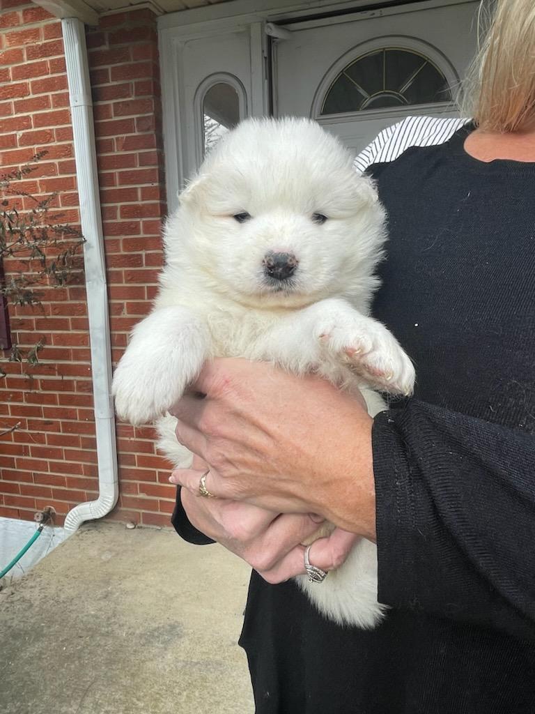 hello world, this is Sasha. She will be joining our family on February 9 the. Cant wait to bring her home. She will be our 