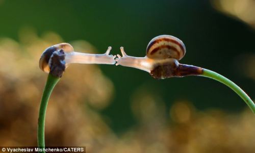 sixpenceee:poetic666:sixpenceee:Locking Lips Two snails are captured kissing while perched on top of cherry stems near B