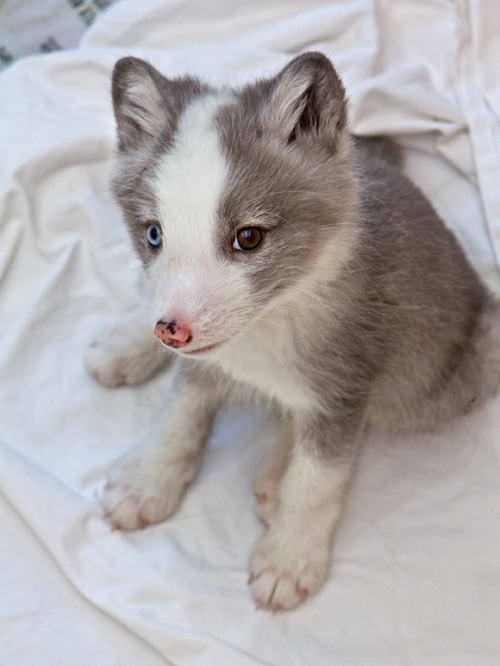 lulz-time:  milkywaywhite: Cute Arctic Fox Pups The arctic fox, also known as the white fox, polar fox or snow fox, is a small fox native to Arctic regions of the Northern Hemisphere and is common throughout the Arctic tundra biome. Arctic fox babies