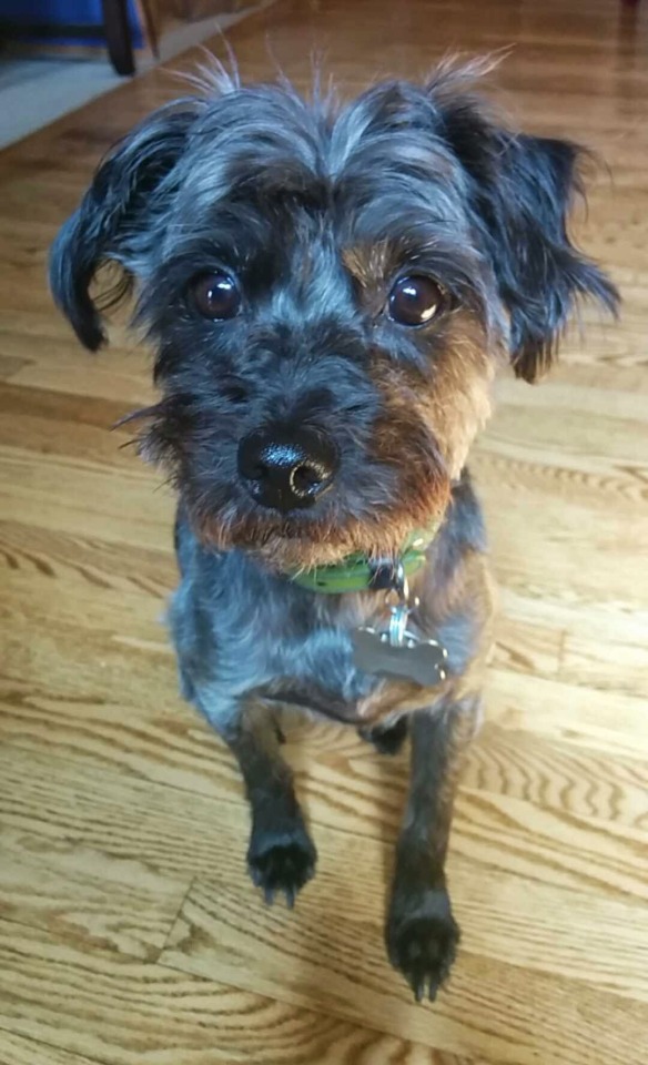 chinese crested dog mixed with yorkie