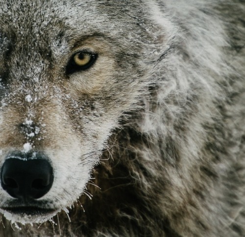 beautiful-wildlife:Wolf by Ivan Kislov