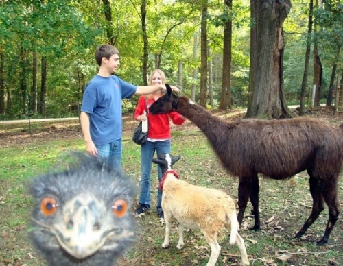 i-cant-think-of-a-better-url:  inlovewithrocknroll:  tastefullyoffensive:  Animal Photobombs (Part 1)  by far one of the best things I’ve seen on tumblr  WELCOME TO THE PETTING ZOO MOTHER FUCKER 