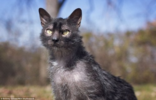 zooophagous: ainawgsd: Lykoi The Lykoi, also called the Werewolf cat, is a natural mutation from a d