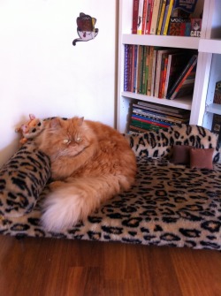 mostlycatsmostly:  This is my beloved cat Mel. She loves her leopard couch. ♥ (submitted by  Mel Cat) Yeah! 