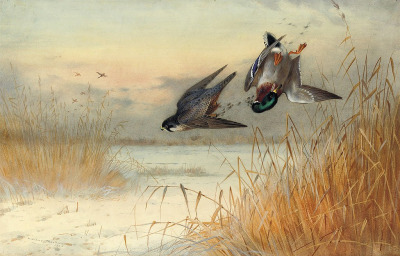 antiqueanimals:Killed as He Reaches Cover. Archibald Thorburn (1860-1935)via