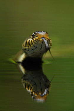 phototoartguy:  Come in the water…it’s lovely by Edwin Kats © Thank You, Edwin ! edwinkatsphotography