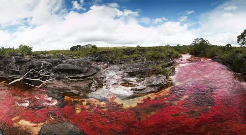 Cano Cristales, the most colorful river! bit.ly/1xZYOvu 