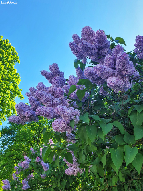 More lilac ~ Photos by Lina Groza