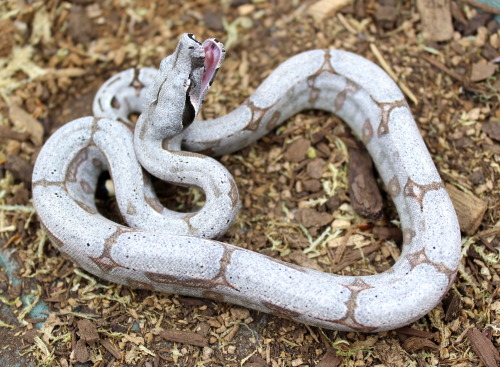 The seven boys from my Aug 6th Silverback BCA litter.Short Tailed Boa / Boa c. amarali