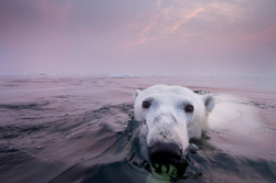 thisisnotmyfairytaleendingg:  paul souders spent two weeks in the hudson bay looking for polar bears, but spotted only two. luckily, this one, photographed thiry miles offshore of churchill, manitoba, felt comfortable enough to get “very, very close.