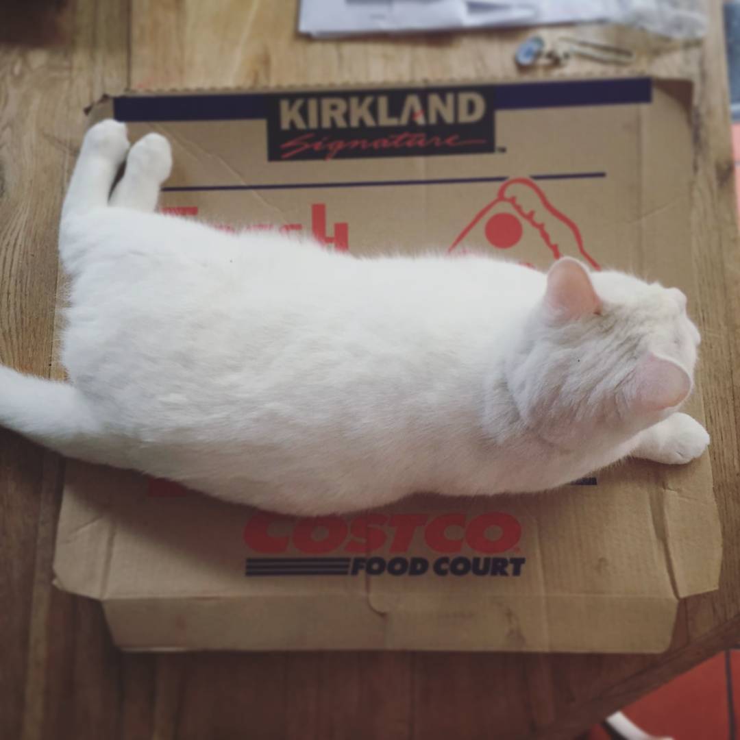 This boy loves a pizza box! #cat #Meko #catsofinstagram #pizza #whitecat #whitecatsofinstagram