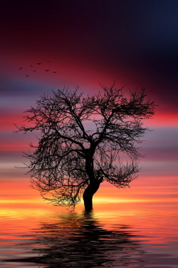 Zarb:  By Bess Hamiti | Instagram | 500Px