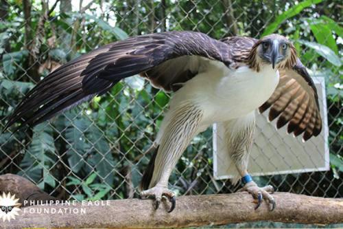 Philippine Eagle