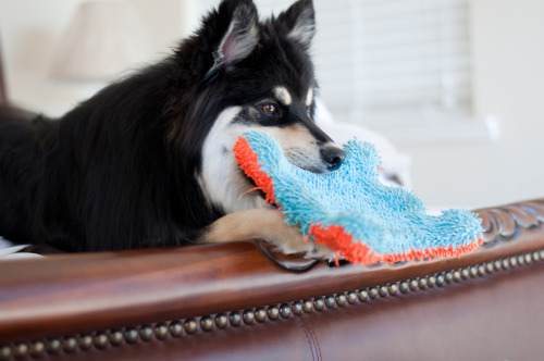 I got one of my favorite toys… I’m looking out the window… I’m enjoying the sun&hellip