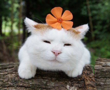 Kagoneko Tayori aka かご猫便り (Japanese, Japan) かご猫  Photography