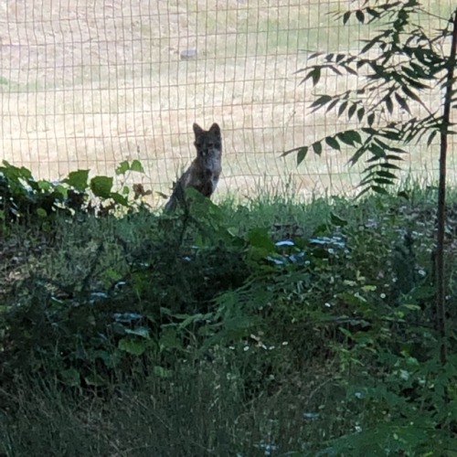 Mama fox getting a drink, watching babies from the hill