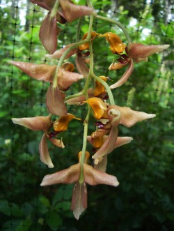 Orchid-A-Day:  Gongora Horichiana Syn.: Gongora Armeniaca Var. Bicornuta July 26,