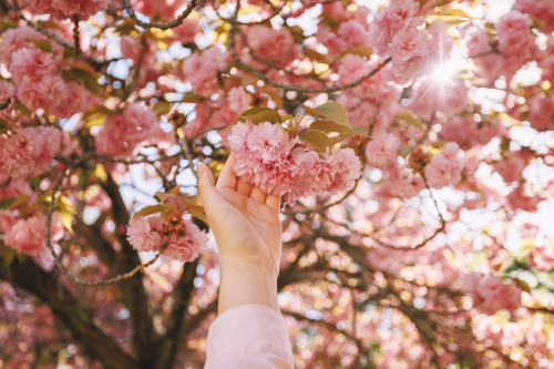 boohwanj: 2022-04-17Spring, Double flowering cherry blossomsCanon EOS R3 + RF15-35mm f2.8L ISInstagr