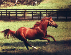 horsesworld:  Secretariat 