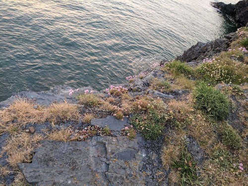 rattystarlings:Atop the cliffs
