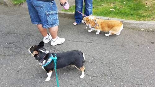 Dad took me to the Mill Creek Street Festival today, and we saw TWO other corgis!!#aintnopartylike