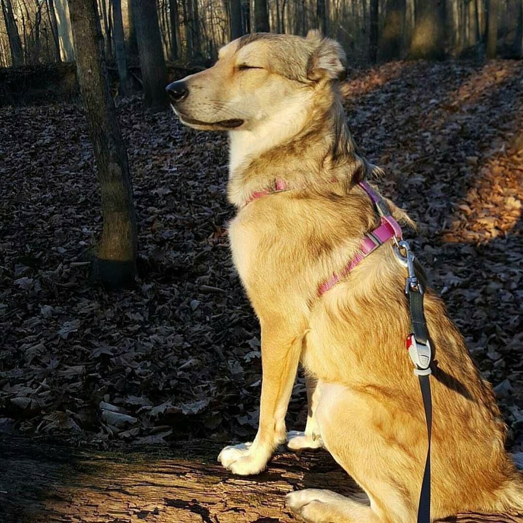 Soaking in those last rays of sunshine. Zen dog. Sun dog. #wisedog #ladystellaboo