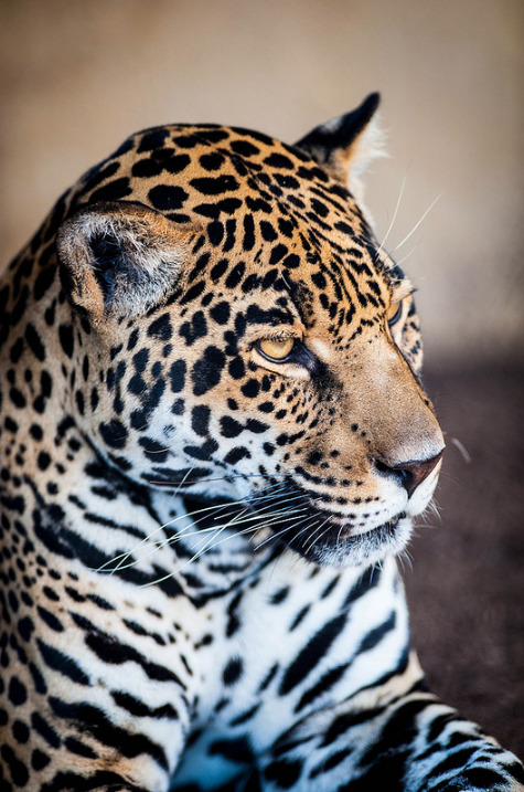 anythingfeline:  Nindiri - Jaguar by Mark Amancio 