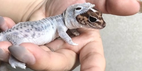 sixpenceee:This tiny lizard perfectly shedding looks like he’s wearing a tiny lizard space suit Sour