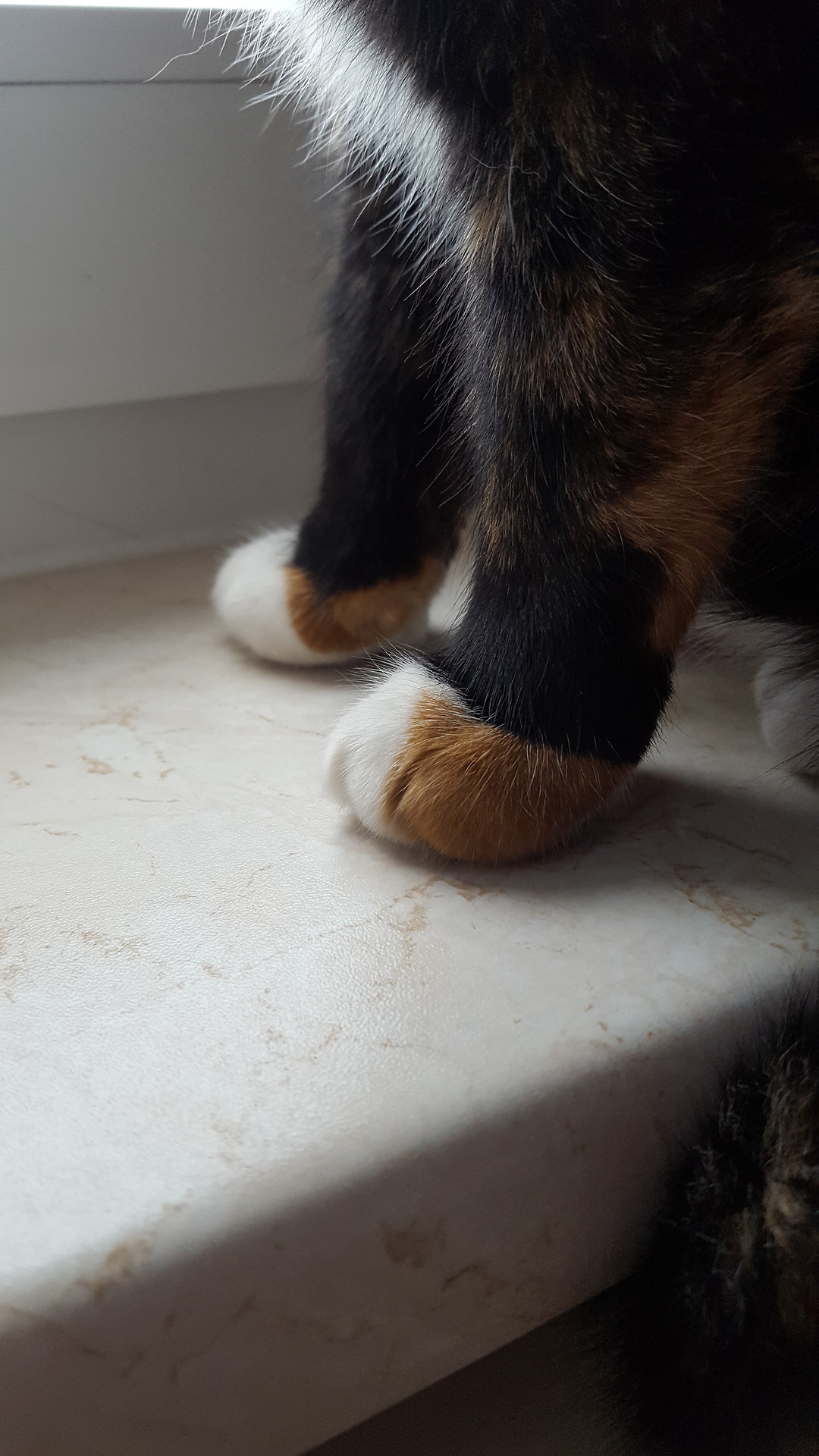MostlyCatsMostly