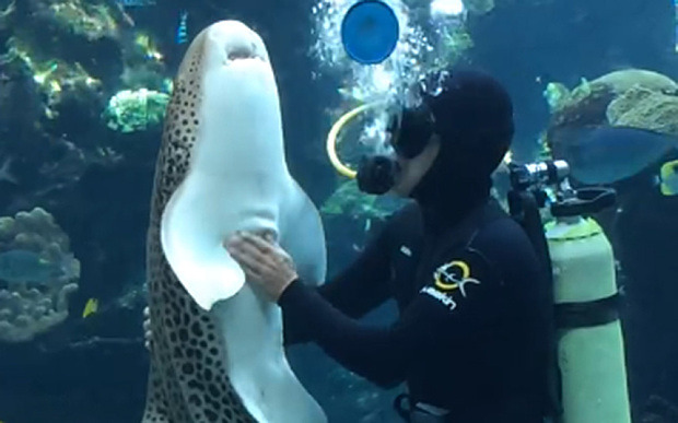 gentlesharks: agruragharg hagh  mmMM mm tummy rub  MM MM A HAGA HAH AHGAGAG 