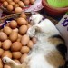 catasters: