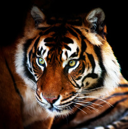 llbwwb:  Time spent with Tigers is never wasted (by Steve Wilson - over 2 million views Thanks !!)