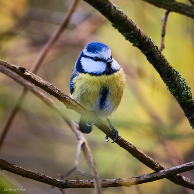 A portrait session? Ok, but hurry, I do not have all day. Have a nice weekend ...