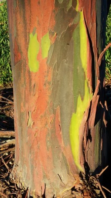 Rainbow Eucalyptus  •=• •=• •=•