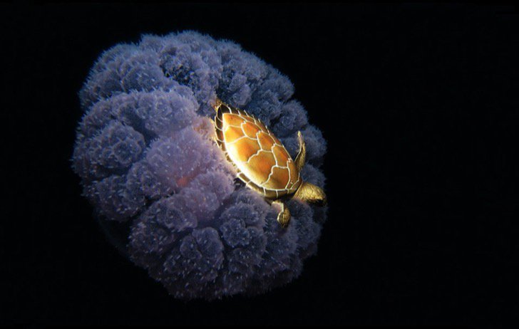 iam-notaspecialsnowflake:  carnalincarnate:  sizzlingalpacacreator: Going for a jelly