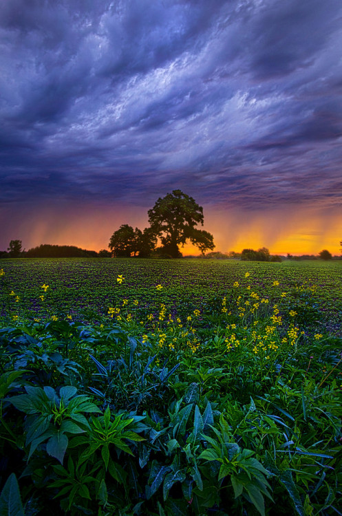 floralls:Wisconsin Horizons by Phil Koch