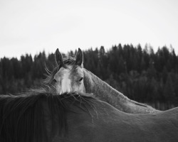 whitney-hayes:  Canada            